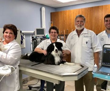 Village Veterinary Hospital