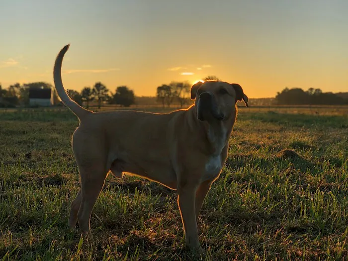 Creek's Edge Animal Hospital 12