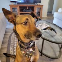 Creek's Edge Animal Hospital ico