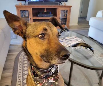 Creek's Edge Animal Hospital