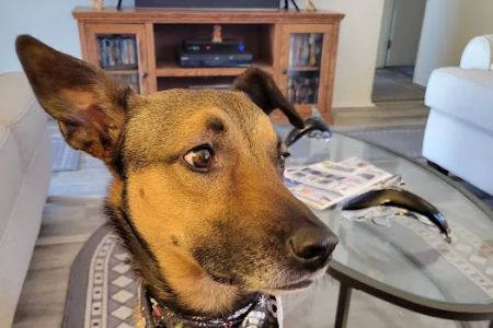 Creek's Edge Animal Hospital
