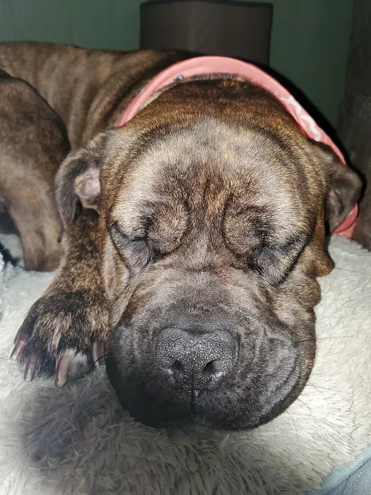 Banfield Pet Hospital 7