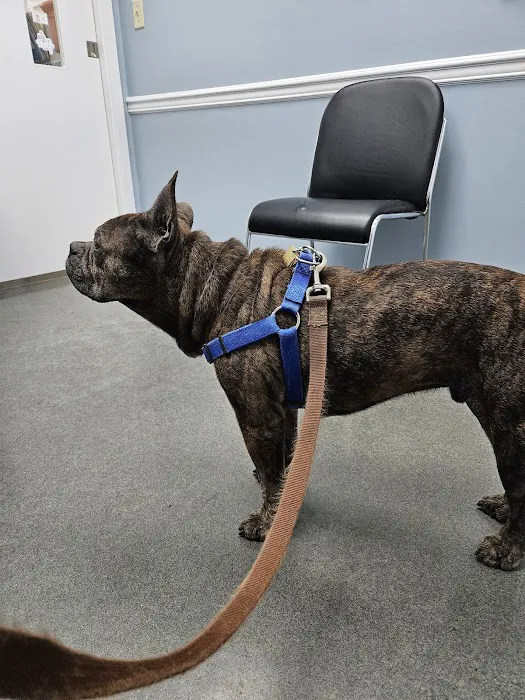 Willingboro Veterinary Clinic 4