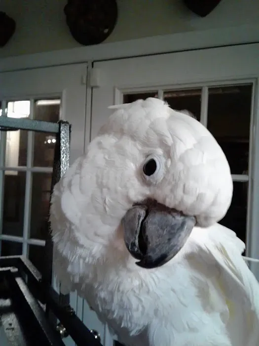 Fur Feathers & Scales Mobile Vet Service 2