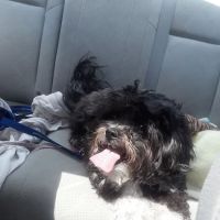 Evesham Veterinary Clinic: Bell Jaclyn DVM ico