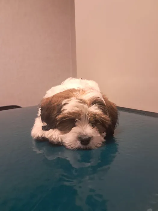 Evesham Veterinary Clinic: Bell Jaclyn DVM 12