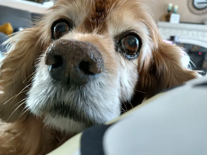 Peticote Veterinary Clinic, LLC 12