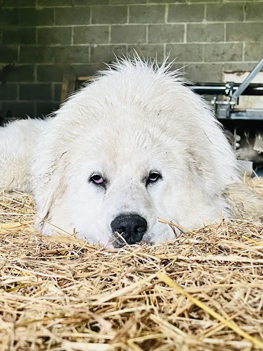 Peticote Veterinary Clinic, LLC 12