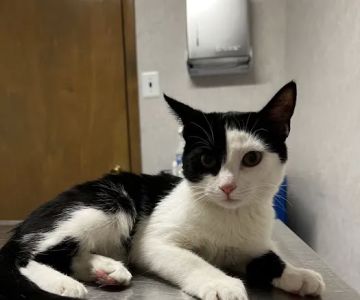 Evesham Veterinary Clinic