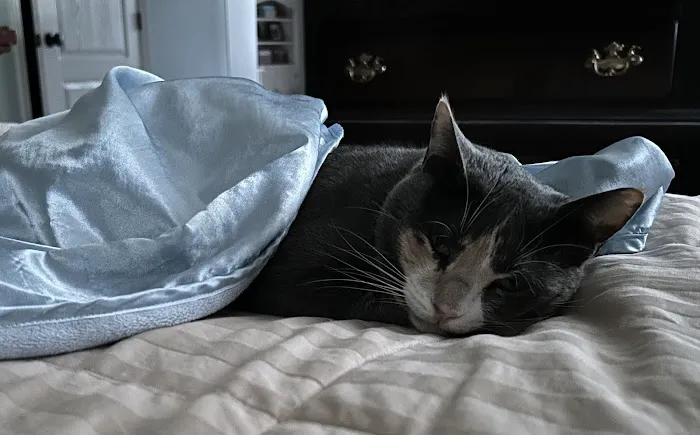 BluePearl Pet Hospital 7