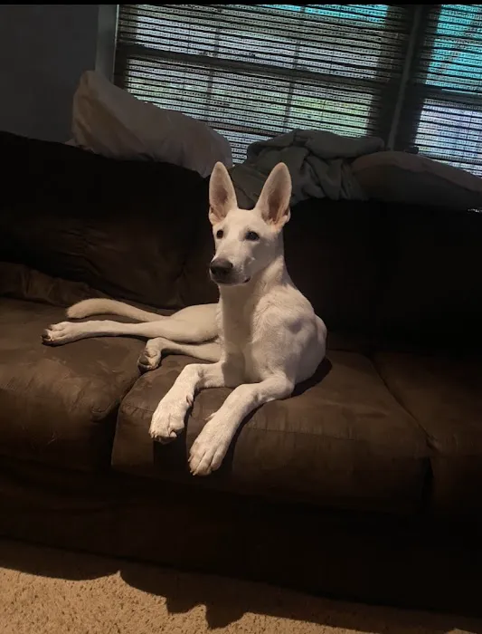 BluePearl Pet Hospital 5