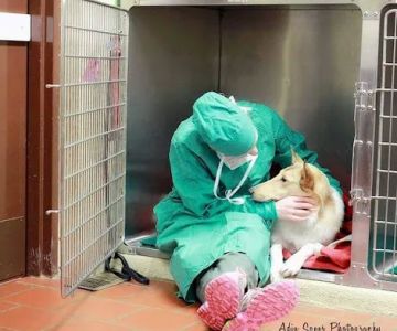 Medford Animal Hospital