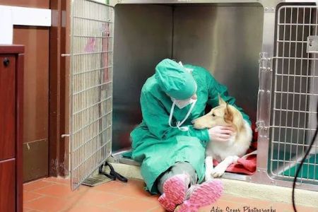 Medford Animal Hospital
