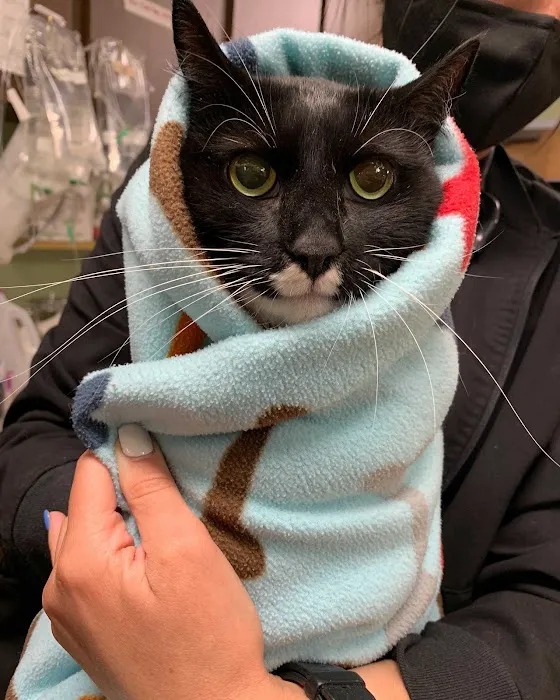 Medford Animal Hospital 12