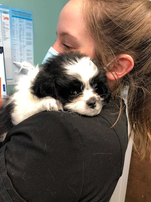 Medford Animal Hospital 12