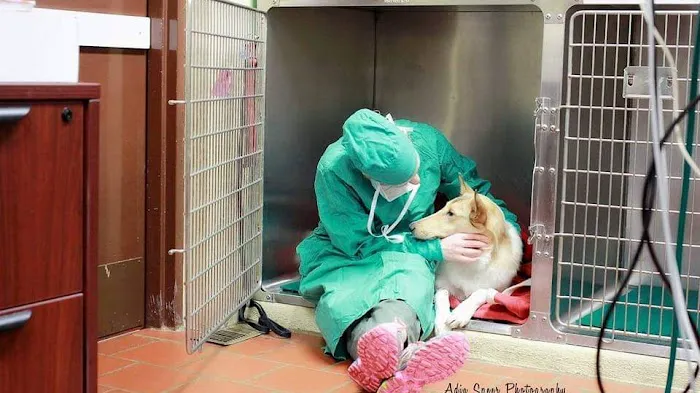 Medford Animal Hospital 12