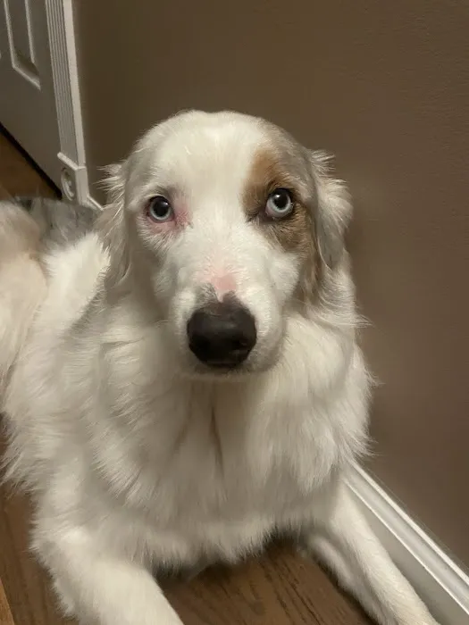 BluePearl Pet Hospital 6