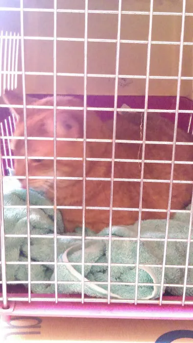 Pinelands Veterinary Clinic 12