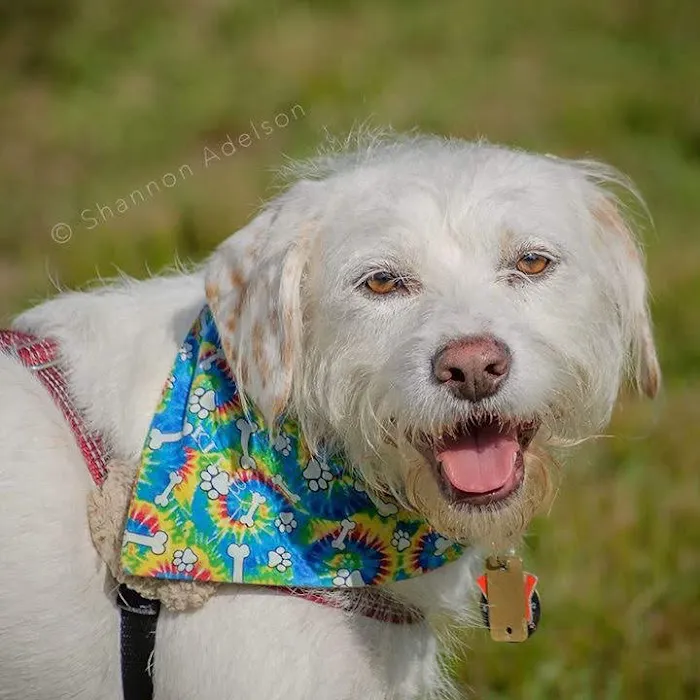 Polo Veterinary Services 8
