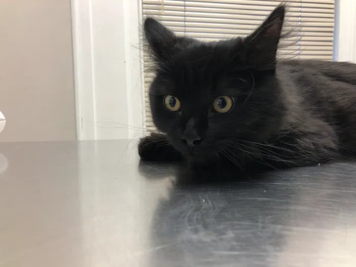 Marlton Animal Hospital 12