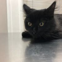 Marlton Animal Hospital ico