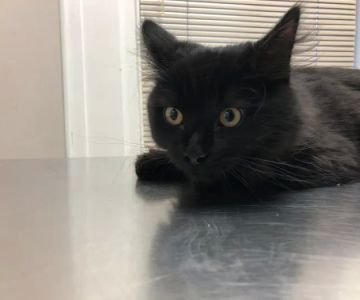 Marlton Animal Hospital