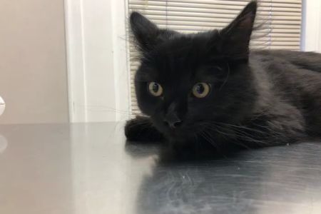 Marlton Animal Hospital