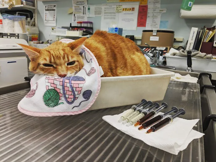 Exclusively Cats Medical Center of Medford 12