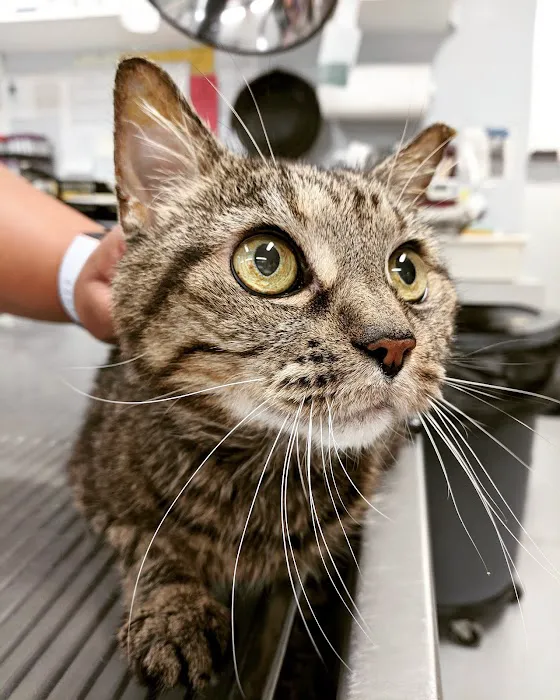 Exclusively Cats Medical Center of Medford 12