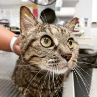 Exclusively Cats Medical Center of Medford ico