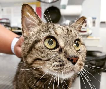 Exclusively Cats Medical Center of Medford