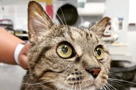 Exclusively Cats Medical Center of Medford