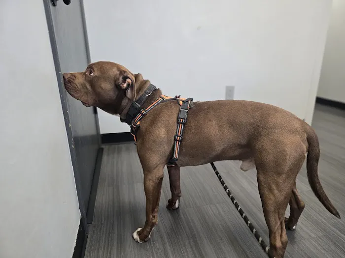 Bryan Animal Hospital 12