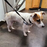 Paws 'N Claws Veterinary Clinic LLC ico