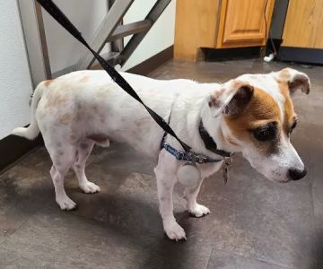 Paws 'N Claws Veterinary Clinic LLC