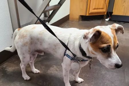 Paws 'N Claws Veterinary Clinic LLC