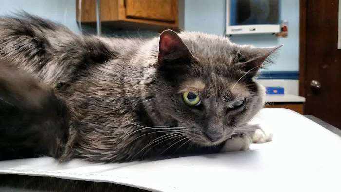 Paws 'N Claws Veterinary Clinic LLC 3
