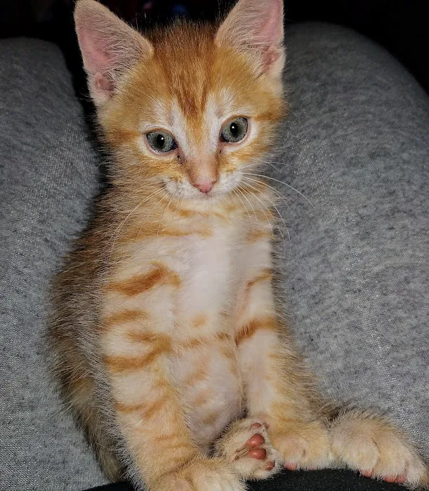 Paws 'N Claws Veterinary Clinic LLC 6