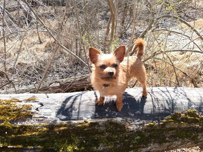 Paws 'N Claws Veterinary Clinic LLC 8