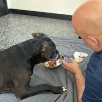 Wyncote Animal Hospital ico