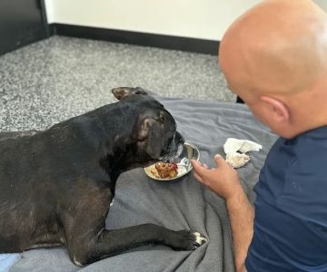 Wyncote Animal Hospital