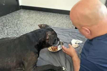 Wyncote Animal Hospital