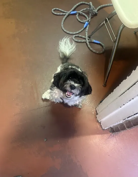 Wyncote Animal Hospital 12