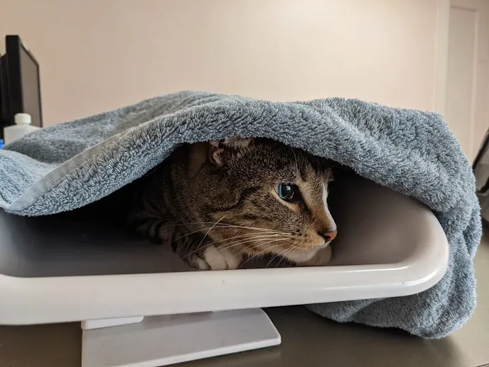 Chestnut Hill Cat Clinic 12