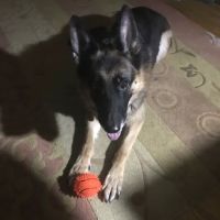 Huntingdon Valley Veterinary Hospital ico