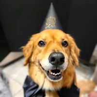 Hopewell Veterinary Hospital ico