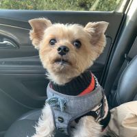 Rau Animal Hospital ico