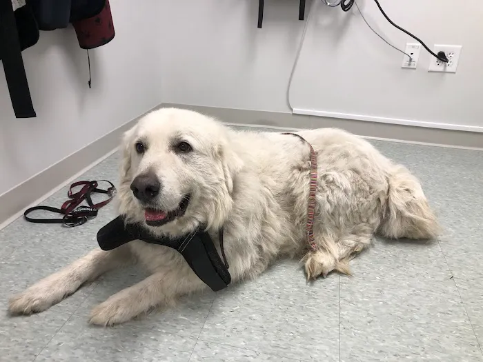 Spring Mill Veterinary Hospital 12