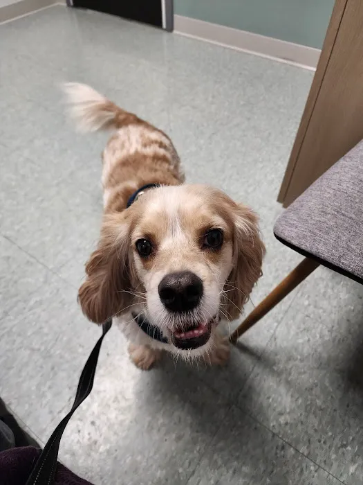 Spring Mill Veterinary Hospital 12