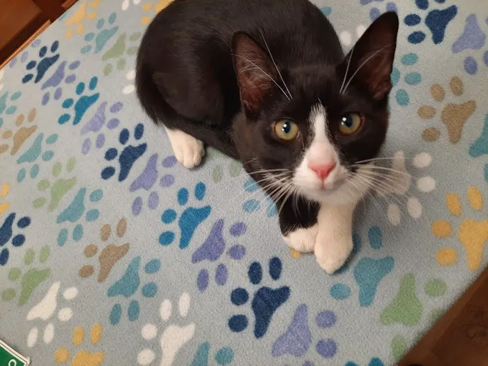Just For Cats Feline Exclusive Veterinary Hospital: Andrea H. Lerner VMD 12